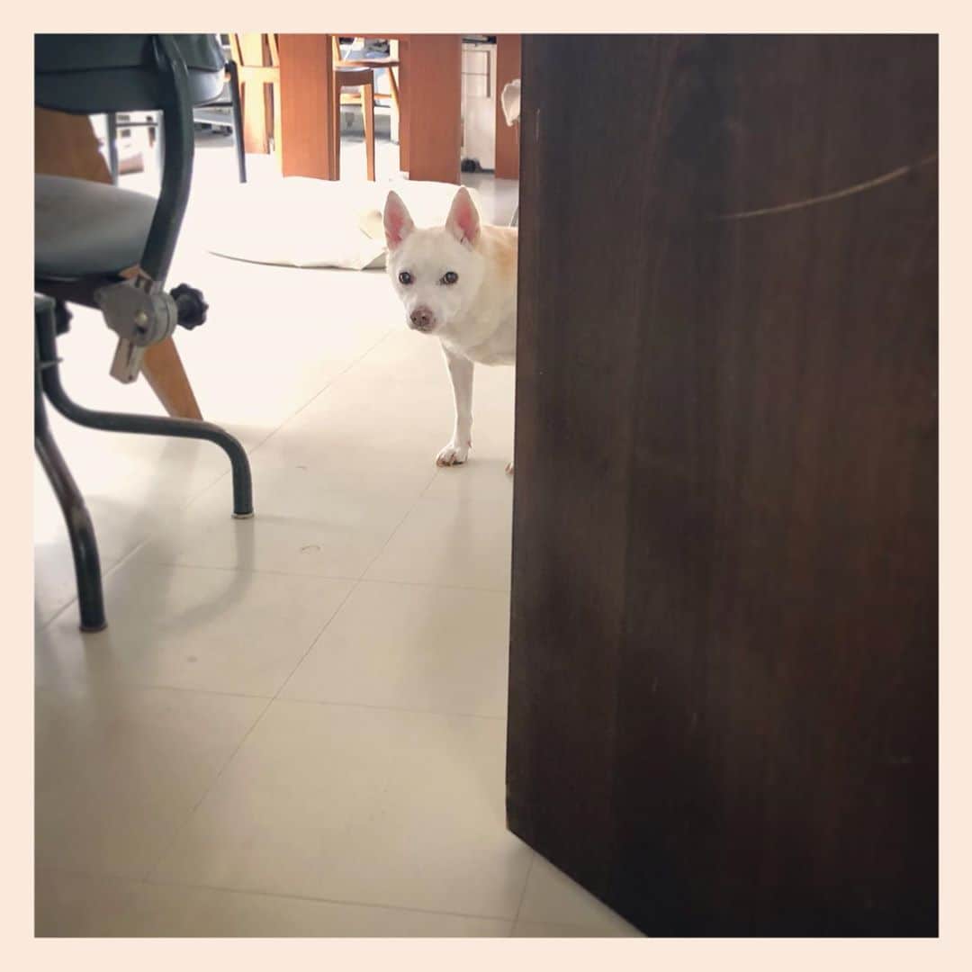パンといっぴきのインスタグラム：「#元保護犬 #雑種犬 #crossbreed #mixdog #キップル14歳」