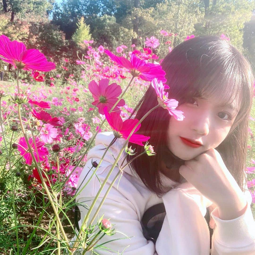 橘杏佳のインスタグラム：「わたし結構、花粉症。。 ・ ・ #秋桜 #コスモス #秋服コーデ #高校生 #お花畑 #17 #彼女とデートなうに使っていいよ #お洒落さんと繋がりたい #雰囲気好きな人いいね #liker #followｍe #photography」