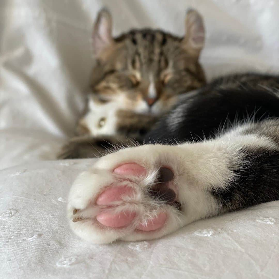 中野明海さんのインスタグラム写真 - (中野明海Instagram)「🐈🦜 実家での 親孝行の旅終了。 見送ってくれる 寂しそうなママの姿に 後ろ髪ひかれながら、、、  新幹線の中、 実家のかわい子ちゃん達 の姿を眺める😽✨  アメリカンカールのムッチ12歳 チュールのチュっと言うだけで、遠くからも飛んできて可愛くおねだり。 心が通じる可愛い子✨  そしてインコのサブちゃんは、 「🎶楽しいなったら楽しいな♫美味しいな〜」 って 踊ってた。 どうかみんな元気でママをよろしくね🙏🏻✨✨✨✨✨✨✨✨✨✨✨✨✨  #アメリカンカール #セキセイインコ」10月27日 19時29分 - akeminakano__official