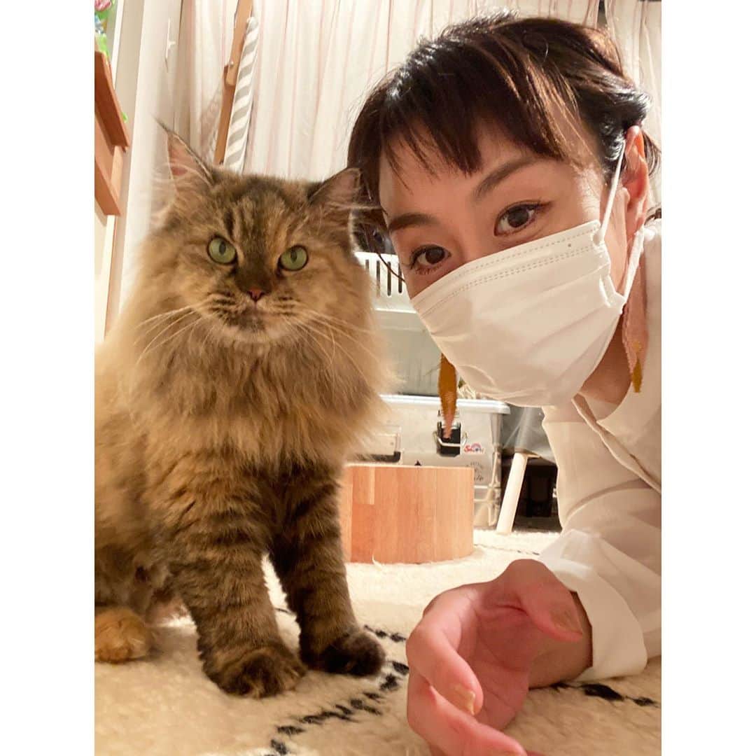 新井麻希のインスタグラム：「* 猫飼い始めました！ 名前は、えぐりと申します。 びびりちゃんですが、甘えん坊です。 * もし良かったら、えぐりちゃんのアカウントもフォローしてください😊🐈　5時に夢中！に出て、フォロワーが3人しかいないと言ったら、いっぱいフォローしてもらえてやったー！🤣 * @eglythecat」
