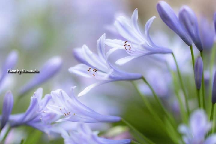 花の写真館のインスタグラム：「Photo by 雨宮 濱人.⠀ .⠀ Original Post[投稿いただいたURL]⠀ https://www.facebook.com/photo.php?fbid=1943009789163458⠀ .⠀ 本アカウントは、 #私の花の写真 をつけてInstagramに投稿された皆さまの花の写真や、「花の写真館」Facebookページで投稿された花の写真を紹介します。⠀ 「花の写真館」Facebookページは、「 @floral.photograph 」のプロフィールにあるURLからご覧ください。⠀ .⠀ ※各自、政府、自治体など公的機関の指示に従った行動をお願いします。⠀⠀ 東京カメラ部および分室では、写真を「見る楽しみ」を提供することを通して、微力ながら皆様にわずかな時間でも癒しをお届けしたいと思っております。⠀ ※本アカウントは東京カメラ部がFacebook、Instagramのサービスを利用して運営しているもので、Facebook社・Instagramとは一切関係ありません。⠀ .⠀ #花の写真館 #floralphotograph #floralphoto #flower #flowers⠀ Follow: @floral.photograph」
