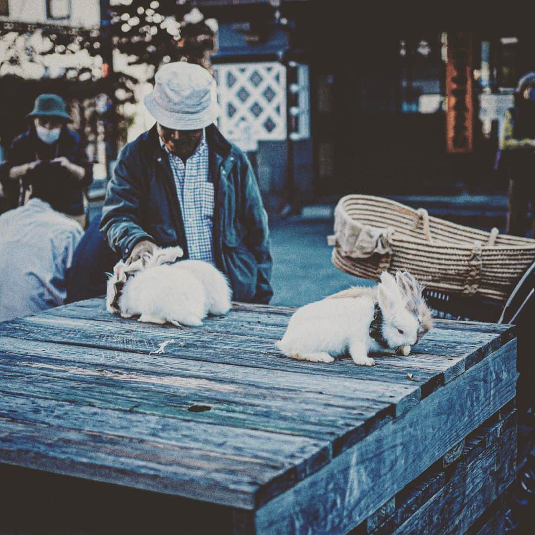 田村良太のインスタグラム：「突然のうさぎin松本  #a73  #sonya73 #tamron1728  #カメラのある生活  #松本 #cameralove」