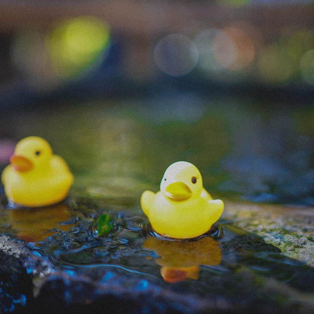 田村良太のインスタグラム：「突然のひよこin松本  飼い主がわからず迷子らしい  #a73 #sonya73 #写真好き  #sonyfe35mmf18」