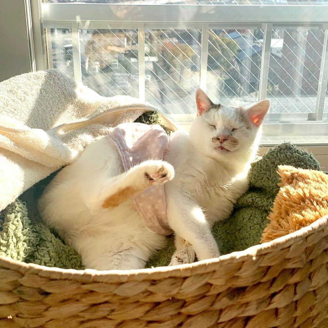 マルのインスタグラム：「🌞サービス満載！マルぼっこりん ₍^·͈༝·͈^ฅきゃッ♡恥ずかしい . . #おうち時間#癒し#スカートをはいた猫 #もふもふ#love#ねこのきもち #猫との暮らし#cat#ねこ部#みんねこ #bestmeow#三毛猫#猫#ふわもこ部#にゃんすたぐらむ#ペコねこ部#instacat_meow」