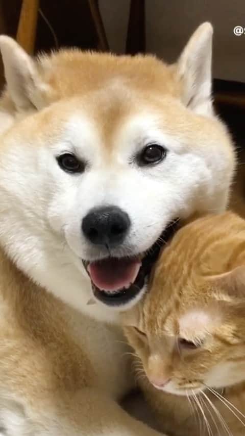 のインスタグラム：「早朝散歩から帰って来た岳兄ちゃん➰🐕 *  ボクはこの後、兄ちゃんと二度寝するのが楽しみなんだぁ〰️😻 *  兄ちゃんに寄り添って寝るとめちゃくちゃ気持ちいいんだよー😸 🐾----*----*----*----🐾 It feels great to sleep with my brother🐕🐈💤💞💝 🐾----*----*----*----🐾 #柴犬 #岳 #柴犬岳 #柴犬ガク#gaku #shibainugaku #shiba #shibainu #shibastagram #いぬすたぐらむ #dogsofinstagram #寅次朗 #茶トラ #まるどら #gingercat  #にゃんすたぐらむ #catoftheday #岳と寅次朗 #pecoいぬ部 #pecoねこ部 #pecotv #ワンフルエンサー #ニャンフルエンサー #甘えん坊将軍 #仲良し兄弟 #二度寝 #添い寝 #20201027」