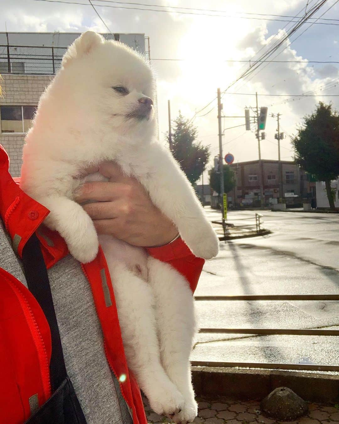 ニコちゃんのインスタグラム：「今年もドラフト指名から漏れまちた⚾️🐶💦 引き続きオネエパイセンズの育成枠で頑張りたいと思いまちゅやっほい⚾️🐶✨📢👮🏻‍♀️💕 #プロ野球ドラフト会議 #ドラフト候補 #指名されず #育成枠 #オネエパイセンズ #とりあえず走り込みます #ちんちんぴ #ポメリズム #ポメラニアン #白ポメ #pomeranian」