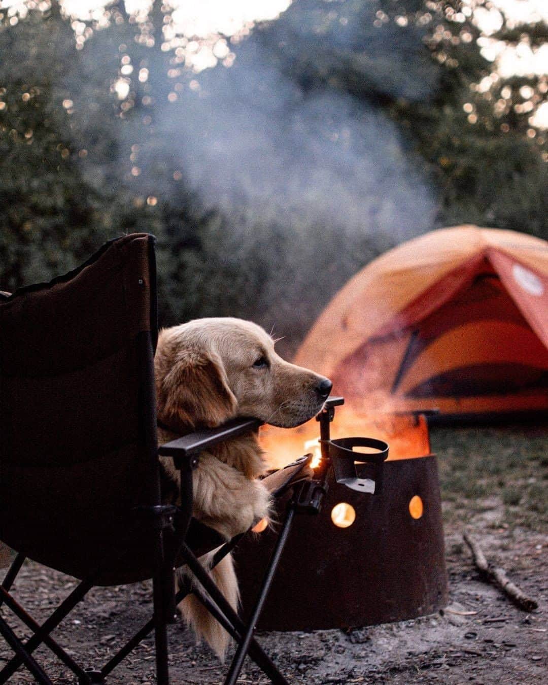 9GAGさんのインスタグラム写真 - (9GAGInstagram)「The simple things in life🧡 📸 @eastonofthewild - #goldenretriever #camping #9gag」10月27日 14時40分 - 9gag