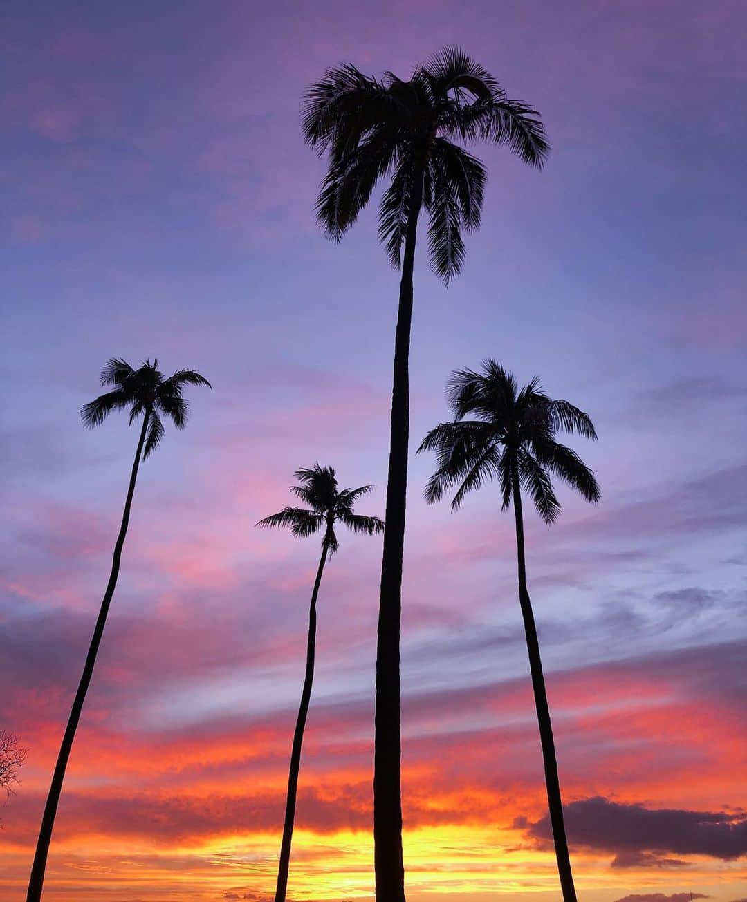 COCOのインスタグラム：「#sunset ✖️#palmtrees 🌴」