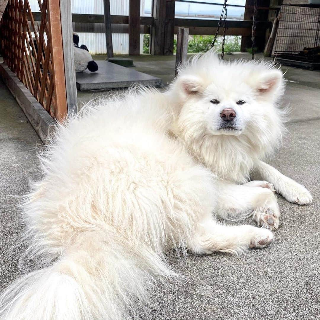 新山大さんのインスタグラム写真 - (新山大Instagram)「#ちょめ #ぶさかわ犬 #ふさふさ #鯵ヶ沢 #青森県 #ネバーエンディングストーリー の #ファルコン みたい🐶」10月27日 15時21分 - dai_niiyama