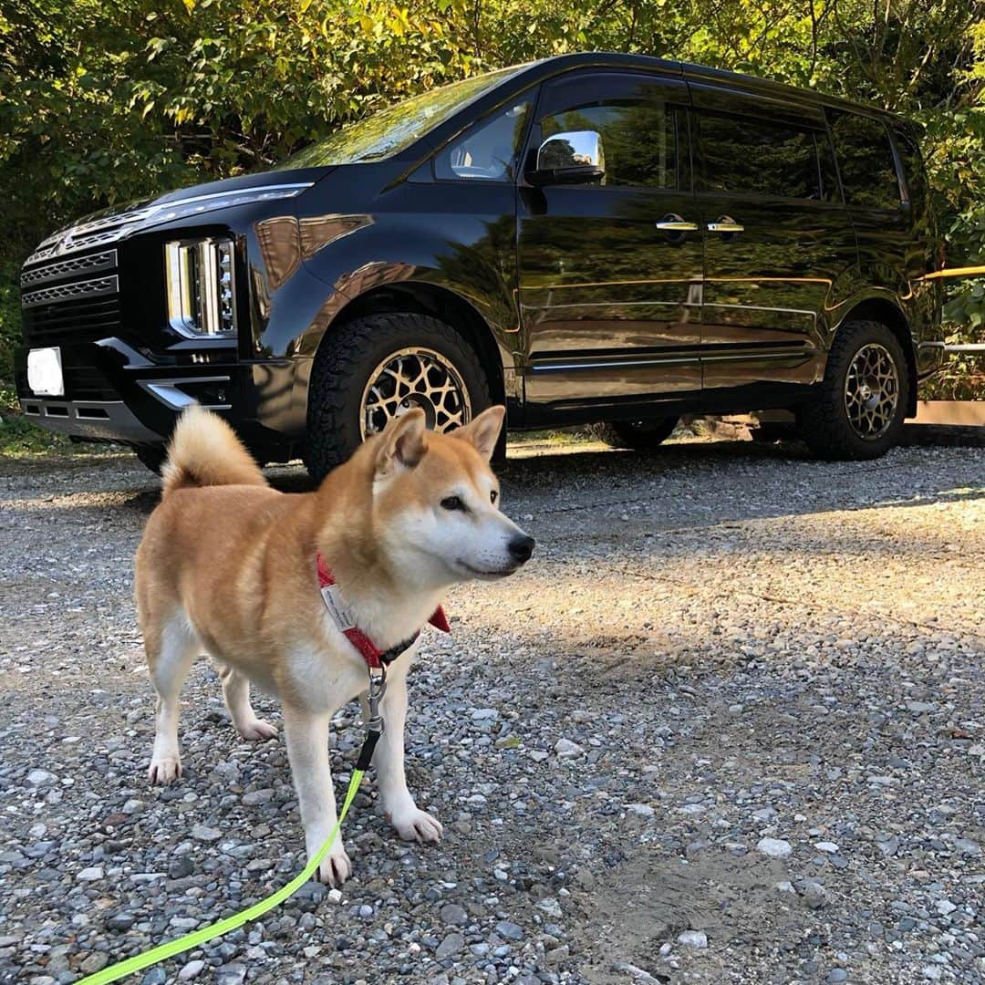 柴犬小春のインスタグラム