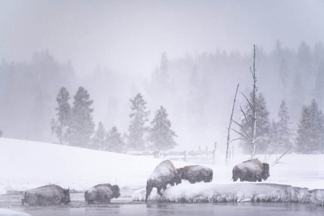 National Geographic Travelさんのインスタグラム写真 - (National Geographic TravelInstagram)「Photo by @michaelclarkphoto / Bison are seen in Biscuit Basin near Old Faithful in Yellowstone National Park on a snowy winter day in Wyoming. On this morning I was quite far away from the herd while cross-country skiing in deep powder. I approached slowly with a long lens while the bison forded a river and moved away from me. It was amazing to be alone in the basin with a herd of 30 or more bison in full-on conditions. #bison #wyoming #yellowstone #yellowstonenationalpark」10月27日 15時39分 - natgeotravel
