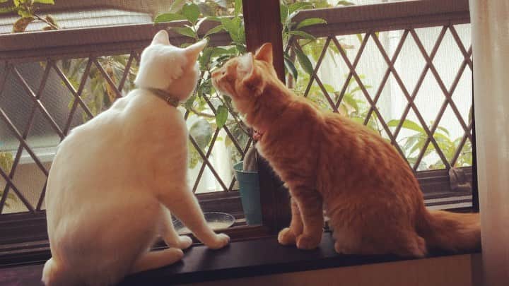 岡田屋鉄蔵のインスタグラム：「カマキリは鉢植えに移動して頂きました。無事に子を産めよ…。鉢植えの前で漫才やってるみたいなハムナブ。」