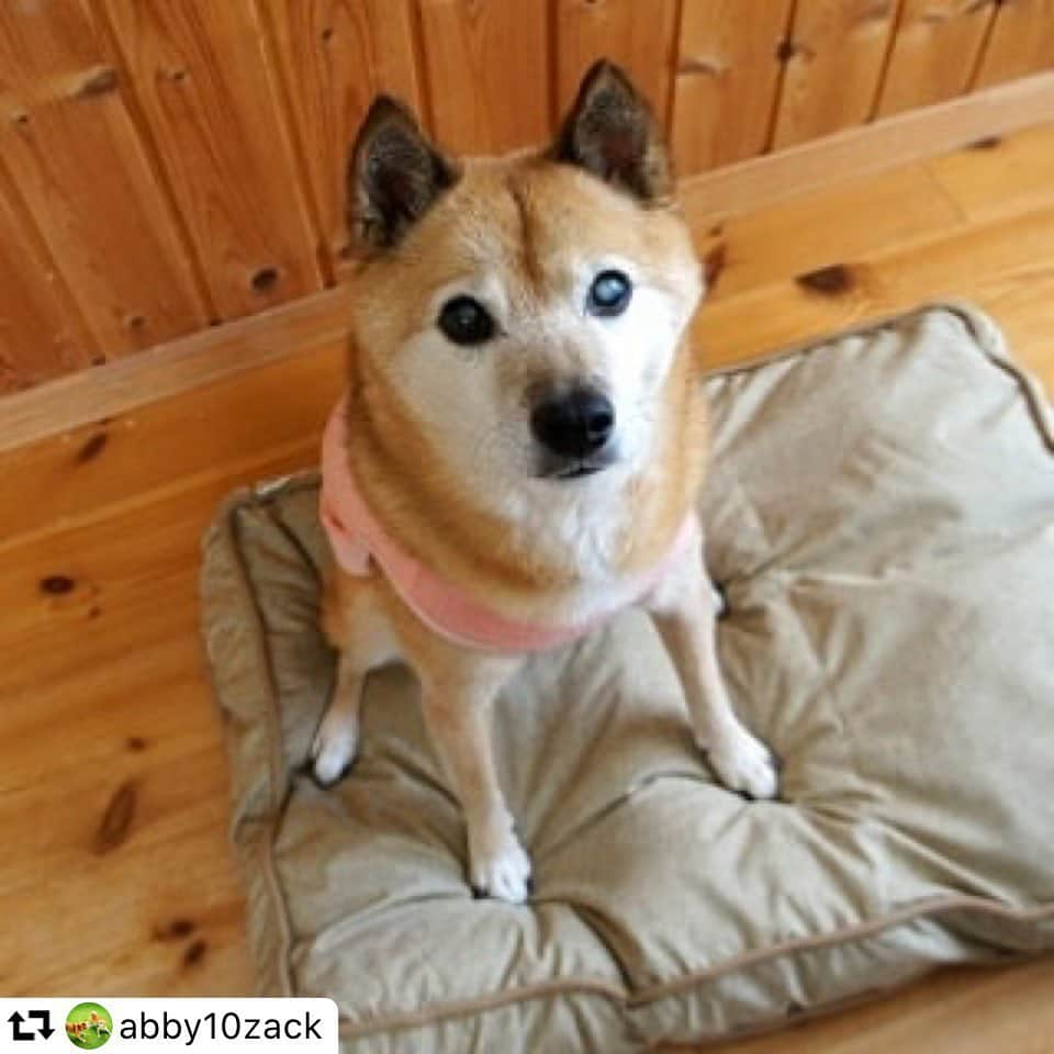 iDog&iCatさんのインスタグラム写真 - (iDog&iCatInstagram)「引き続き、モニター当選した方の投稿をご紹介します！  @abby10zack 様、素敵なお写真をありがとうございます😊  柴のワンちゃんが乗れる大きめサイズのクッションベッドです。  お誕生日プレゼントにもなったみたいでよかったです🥰 おめでとうございます🎊  ・・・ 先日応募した #iDogSNSモニター に当選しました〜😄🎶 今日「クッションベッド(ベージュ)」が届きました。 袋を開けると、abbyがすぐによってきました。  さあ、どうぞ。 しばらくすると、気持ち良さそうに寝ていました。 abbyの来月の🎉誕生日プレゼント🎂になりました。 #iDog さん、ありがとうございました🐕😀     #iDog #iDogiCat #ペットベッド #abby #シニア犬abby #元捨てられ犬 #元保護犬 #柴系雑種犬 #アンチノールわんこ  #犬 #プチドッグラン #ドッグラン #山のドッグラン #山小屋 #inustagram #ペトこと犬部 #repost_ezyjp #peppyフォト部 #sippo #朝ワンコ夕ニャンコ #うちの子優勝」10月27日 15時47分 - idogicat