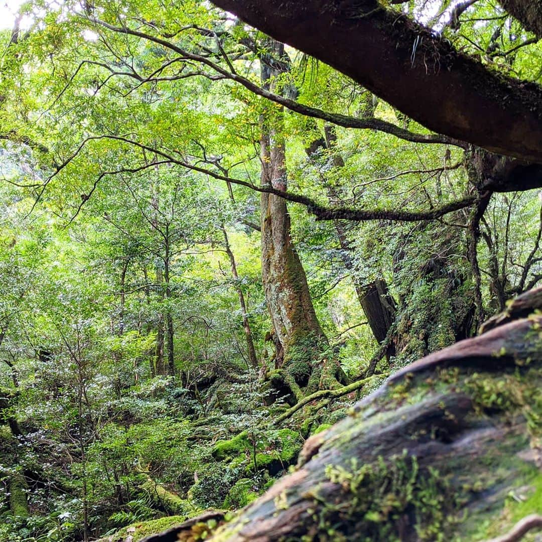 松原真琴さんのインスタグラム写真 - (松原真琴Instagram)「白谷雲水峡、だいぶ苔むしてた。」10月27日 15時59分 - huminhukyu