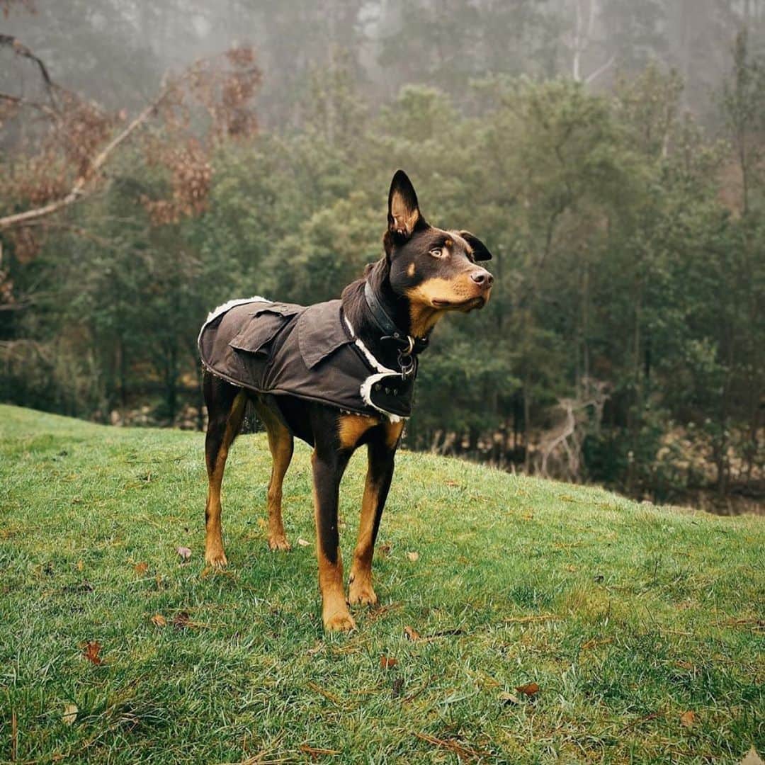 ドライザボーンのインスタグラム：「@wilburs_wilderness on high alert in our Ashfield Dog Coat, designed and made in Australia with a 100% Australian wool fleece lining.」