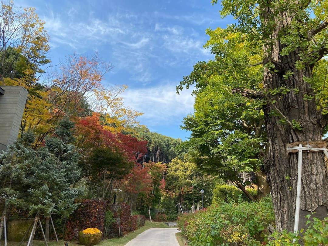パク・シウンのインスタグラム：「정말 너무 예쁜 가을~🍂 #가지마 ~~~~🍁 찬기운에 금방 가버릴것같아서 미리 가을의 끝자락을 잡아봅니다~😊💕」