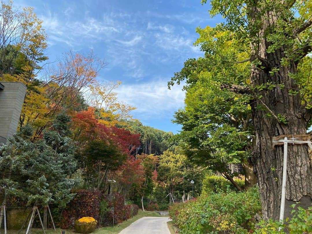 パク・シウンさんのインスタグラム写真 - (パク・シウンInstagram)「정말 너무 예쁜 가을~🍂 #가지마 ~~~~🍁 찬기운에 금방 가버릴것같아서 미리 가을의 끝자락을 잡아봅니다~😊💕」10月27日 16時05分 - si_eun_0