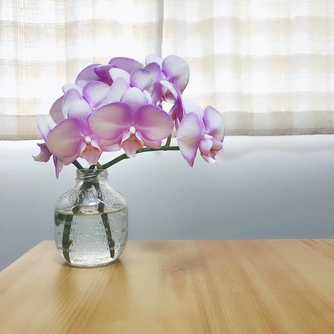 前田友香のインスタグラム：「﻿ ﻿ ﻿ #花のある暮らし　 ﻿ ﻿ ﻿ おうちに﻿ お花があるだけで﻿ 気持ちがあがる☘️﻿ ﻿ ﻿ ﻿ 朝から﻿ #niziu みて﻿ テンションあがる🤩✨﻿ ﻿ ﻿ #胡蝶蘭﻿ #flower﻿ #お花﻿ ﻿」