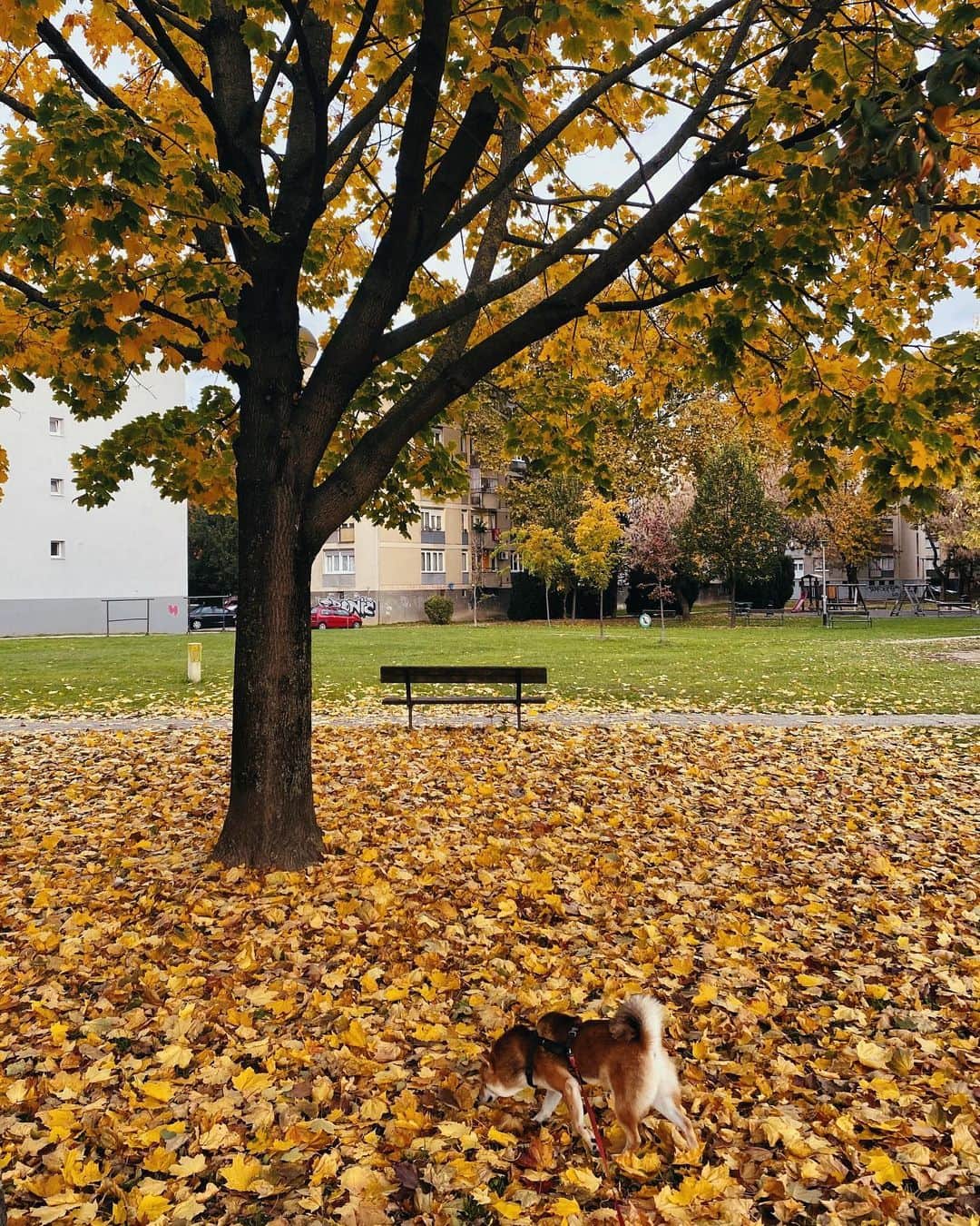 リュプカ・ゴイッチのインスタグラム：「🍂🍁🐶」