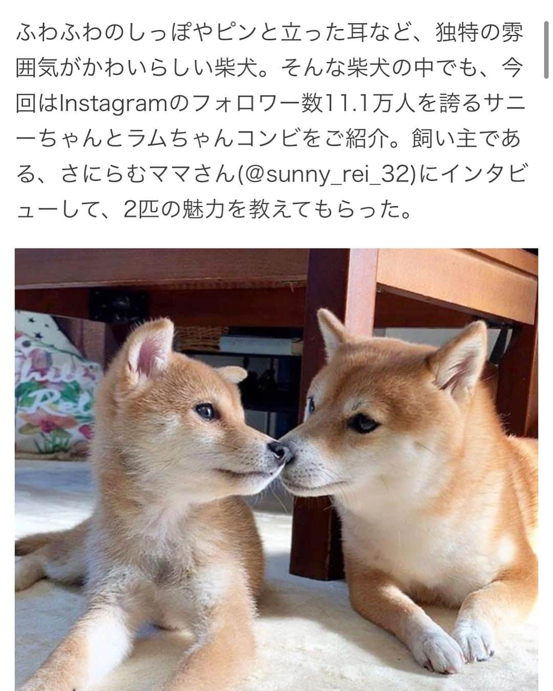 豆柴 サニーちゃんのインスタグラム