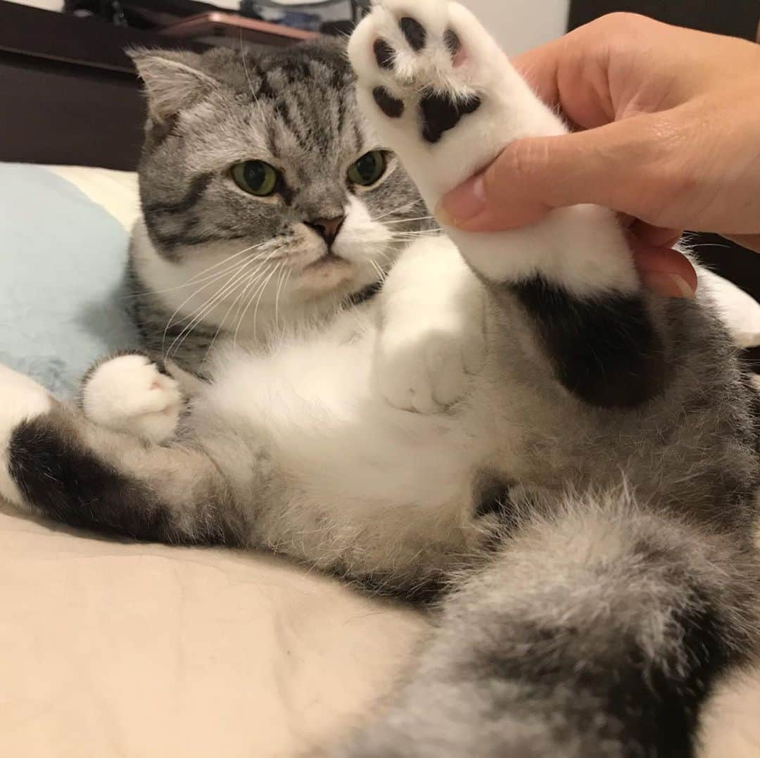 KATSUOのインスタグラム：「後ろ足を開いたらなんか可愛いかと思ったらあんまりだった . #cat #catsofinstagram #insctacat #cutecat #catstagtam #katsuo」