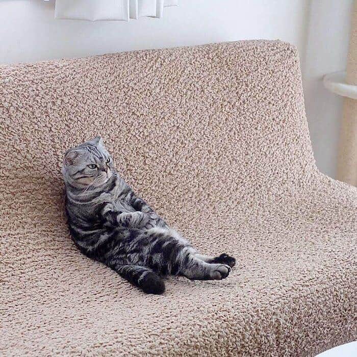 Shishi-maruのインスタグラム：「🐱ねこのきもちWEBMAGAZINE にて、猫エッセイが更新されました。今回は「ししまるの骨軟骨異形成」についてのお話です。スコティッシュフォールドと暮らしている方には特に読んでいただきたい内容です。是非よろしくお願いします。  【渋ネコししまるさん】#70 ｜ねこのきもちWEB MAGAZINE  https://cat.benesse.ne.jp/lovecat/content/?id=82064  🐱My essay about Shishi-maru is serialized in a weekly magazine:) ーーーーーーーーーーーーー 🌺「渋ネコ ししまるさん」ねこのきもちWEB MAGAZINE にて毎週金曜日エッセイの連載中 ーーーーーーーーーーー 📕「ぷっちねこ。」「3匹のちいさな猫を召喚できたなら」「ちいさな猫を召喚できたなら」徳間書店より単行本発売中 ーーーーーーーーーーー ⭐︎ねこ漫画→@tacos_cat 🌺Twitter →@taco_emonemon ーーーーーーーーーーー」