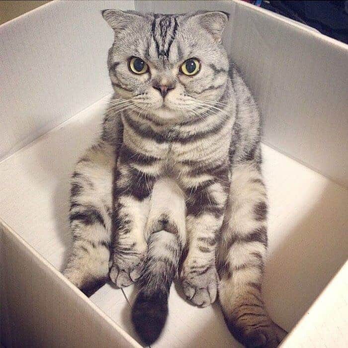 Shishi-maruさんのインスタグラム写真 - (Shishi-maruInstagram)「🐱ねこのきもちWEBMAGAZINE にて、猫エッセイが更新されました。今回は「ししまるの骨軟骨異形成」についてのお話です。スコティッシュフォールドと暮らしている方には特に読んでいただきたい内容です。是非よろしくお願いします。  【渋ネコししまるさん】#70 ｜ねこのきもちWEB MAGAZINE  https://cat.benesse.ne.jp/lovecat/content/?id=82064  🐱My essay about Shishi-maru is serialized in a weekly magazine:) ーーーーーーーーーーーーー 🌺「渋ネコ ししまるさん」ねこのきもちWEB MAGAZINE にて毎週金曜日エッセイの連載中 ーーーーーーーーーーー 📕「ぷっちねこ。」「3匹のちいさな猫を召喚できたなら」「ちいさな猫を召喚できたなら」徳間書店より単行本発売中 ーーーーーーーーーーー ⭐︎ねこ漫画→@tacos_cat 🌺Twitter →@taco_emonemon ーーーーーーーーーーー」10月27日 17時11分 - emonemon