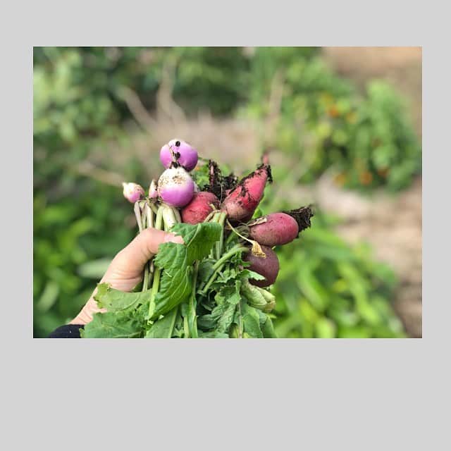 加藤紀子さんのインスタグラム写真 - (加藤紀子Instagram)「癒しと準備と。 （赤水菜、水菜、ラディッシュ、あやめかぶなどを収穫し、ニンニク、空豆の種まきを）  満たされる、畑時間。  #カトノリ農園  #畑からこんにちは　 #加藤紀子のおいしい畑」10月27日 17時45分 - katonoriko