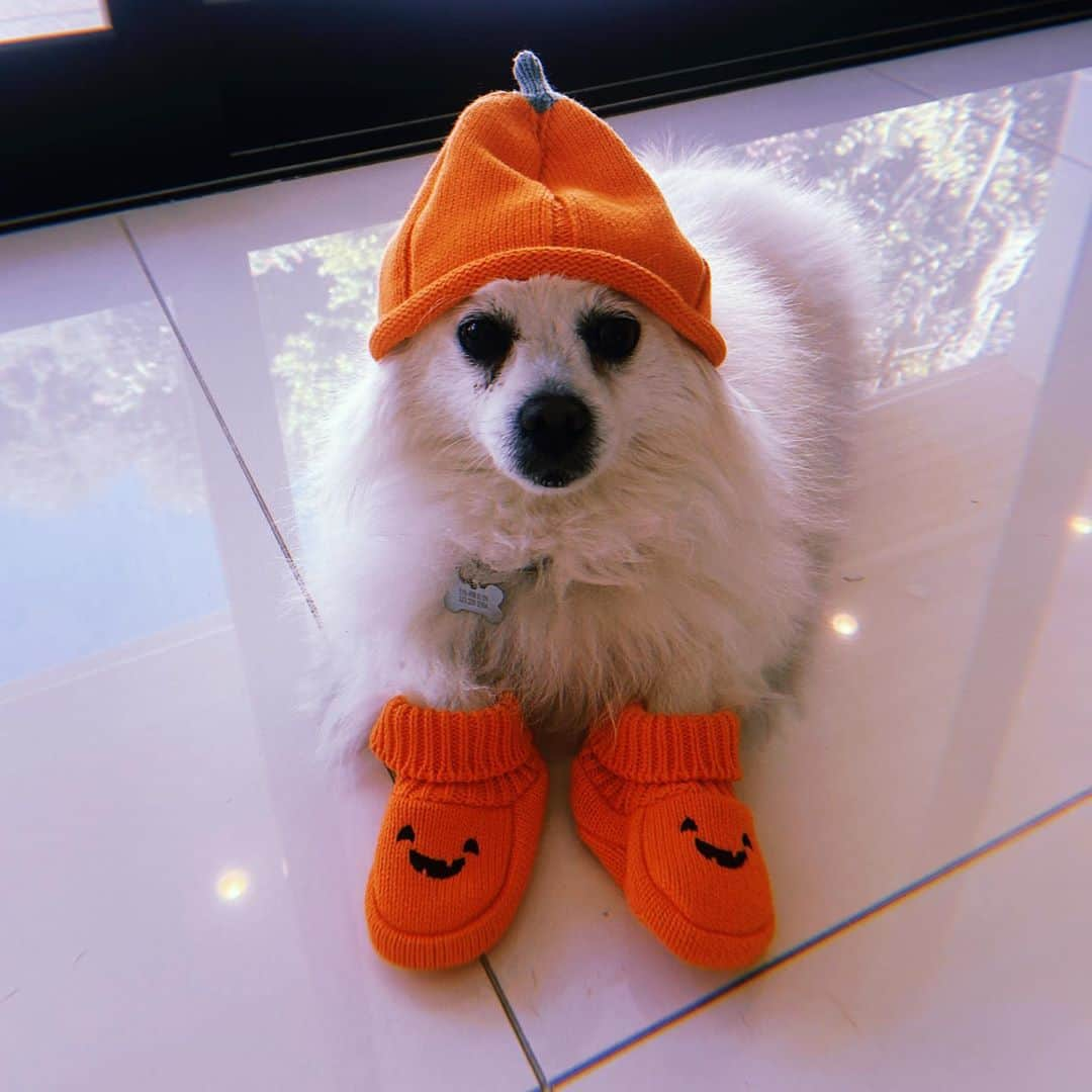 ジェナ・ディーワンさんのインスタグラム写真 - (ジェナ・ディーワンInstagram)「Meekas favorite time of the year 🎃😂」10月28日 3時10分 - jennadewan