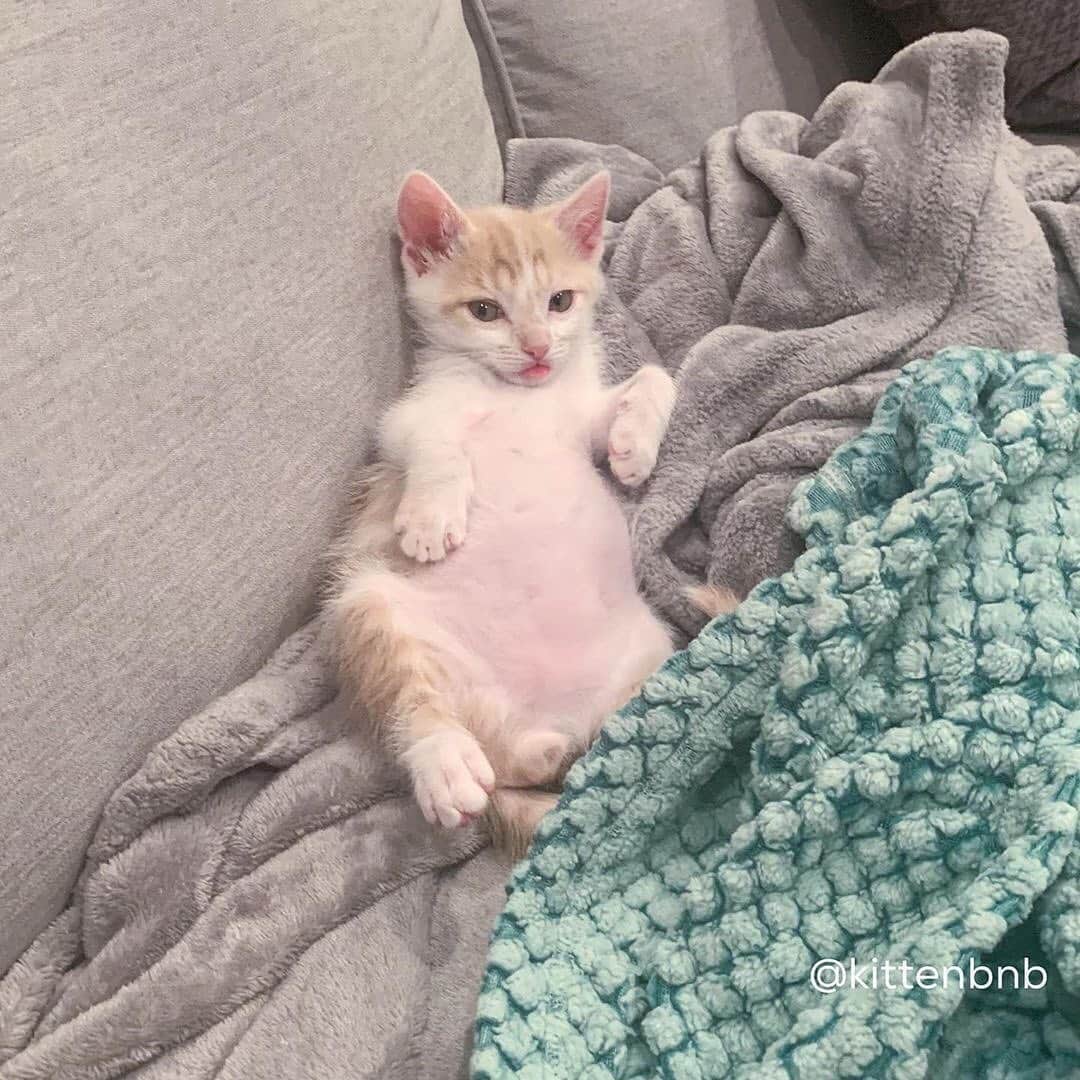 Cats of Instagramさんのインスタグラム写真 - (Cats of InstagramInstagram)「From @kittenbnb: “Bernard is living his best life.” #catsofinstagram」10月28日 3時19分 - cats_of_instagram