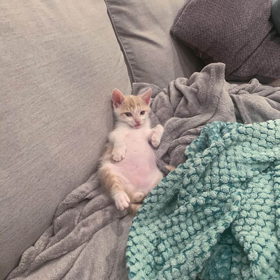 Cats of Instagramさんのインスタグラム写真 - (Cats of InstagramInstagram)「From @kittenbnb: “Bernard is living his best life.” #catsofinstagram」10月28日 3時19分 - cats_of_instagram