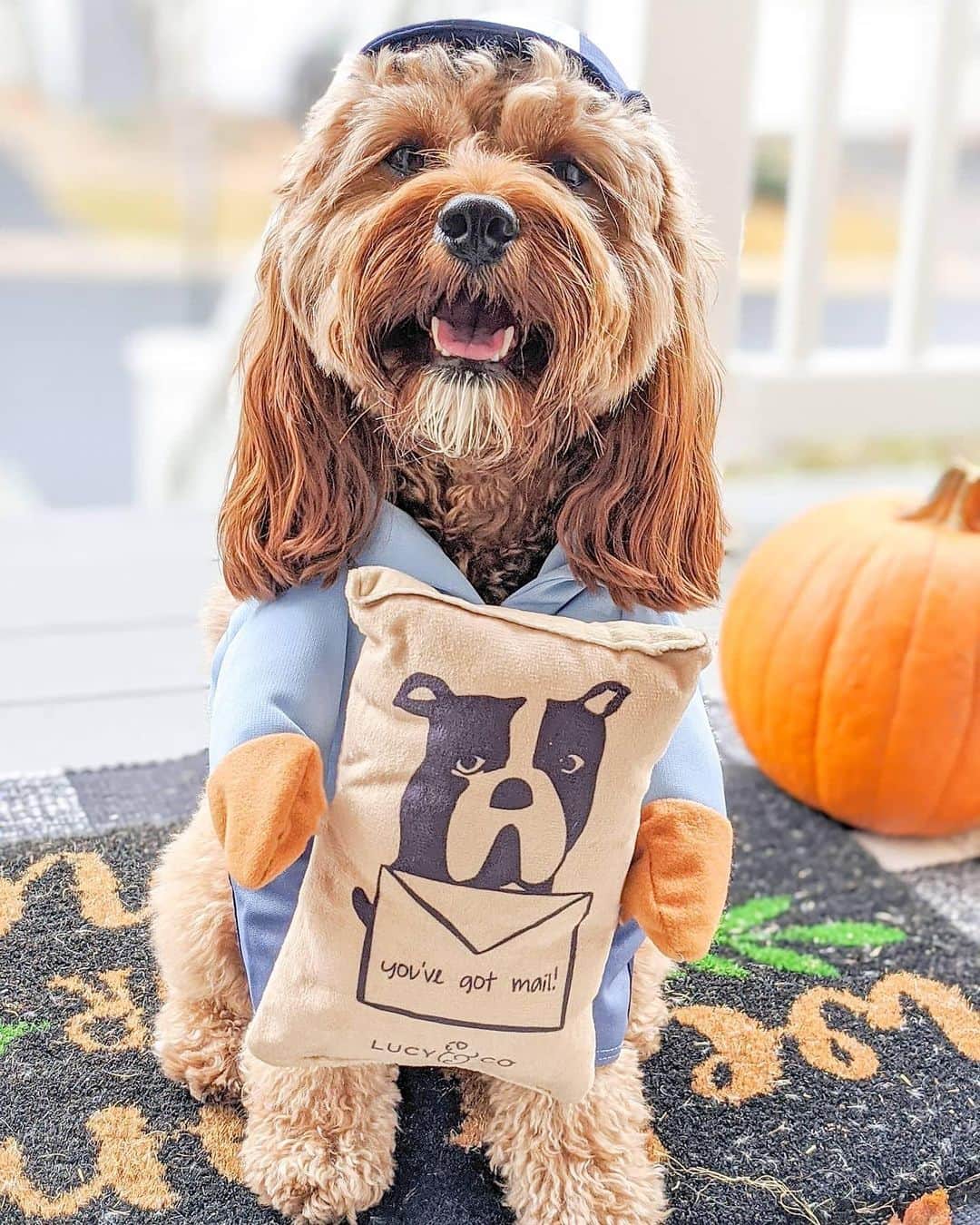DogsOf Instagramのインスタグラム：「“You’ve got mail” writes @sit_ollie_sit   #dogsofinstagram」