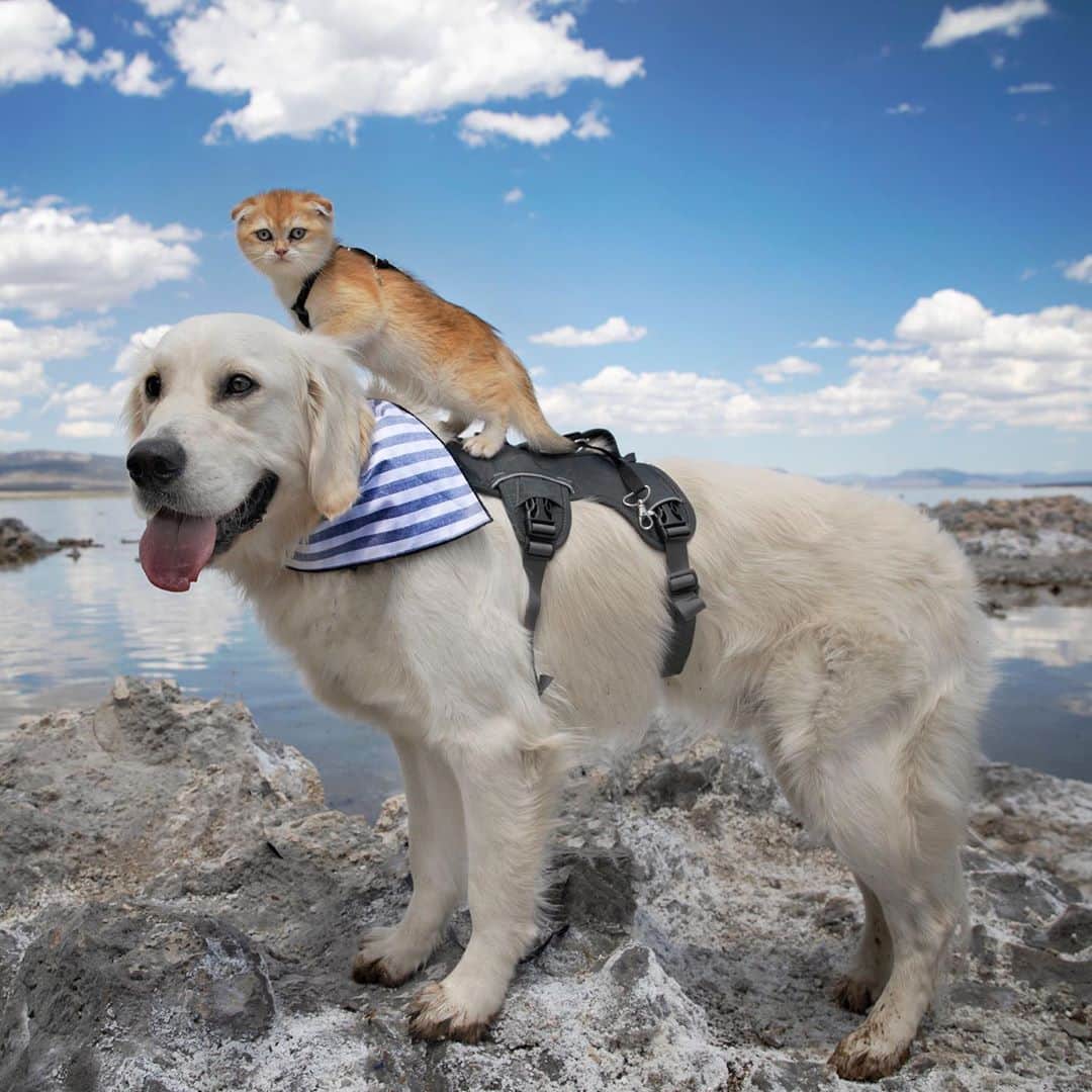Subaru of Americaさんのインスタグラム写真 - (Subaru of AmericaInstagram)「For #SubaruLovesPets Month, consider adopting a pet for your furry friend to go on adventures with. (📸: @calvin.andco)」10月28日 3時26分 - subaru_usa