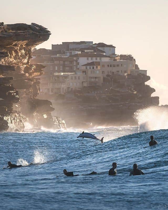 Australiaさんのインスタグラム写真 - (AustraliaInstagram)「Guess I'm just a natural at this whole surfing thing, huh? 😜 Looks like this playful #dolphin couldn't resist joining some locals for a morning surf at #BronteBeach in @Sydney, a moment perfectly captured by @rugligeri. This popular @visitnsw beach is a favourite among surfers and is home to the famous #BronteBaths, an ocean pool that dates all the way back to 1887. It’s a beautifully scenic spot for a paddle before heading for breakfast at local institution @threeblueducks, or picking up a fresh croissant from @iggysbread_downunder. If you’re keen to hit the waves but new to surfing, head to nearby #Bondi beach for beginner lessons with @letsgosurfingaustralia before tackling the slightly bigger swell at Bronte. #seeaustralia #LoveNSW #ilovesydney #visitnsw #holidayherethisyear」10月28日 4時00分 - australia
