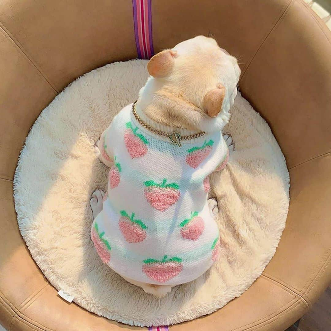 French Bulldogさんのインスタグラム写真 - (French BulldogInstagram)「Juicy Peach French Bulldog Sweater 🍑🍑🍑 Only in @frenchie.world shop 🛍🛍🛍 👉 LINK IN BIO 🔝 . . . . . #frenchie #frenchies #französischebulldogge #frenchbulldog #frenchbulldogs #dog #dogsofinstagram #frenchieworld #bully #bulldog #bulldogfrances #フレンチブルドッグ #フレンチブルドッグ #フレブル #ワンコ #frenchiesgram #frenchbulldogsofinstagram #ilovemyfrenchie #batpig #buhi #squishyfacecrewbulldog」10月28日 4時04分 - frenchie.world