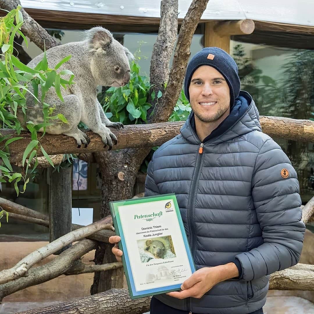 ATP World Tourさんのインスタグラム写真 - (ATP World TourInstagram)「✅ Sponsoring a koala 🐨  ✅ Visiting a giant tortoise 🐢   @domithiem had a big day at @zooviennaschonbrunn! (📸: @zupancdaniel)」10月28日 4時20分 - atptour