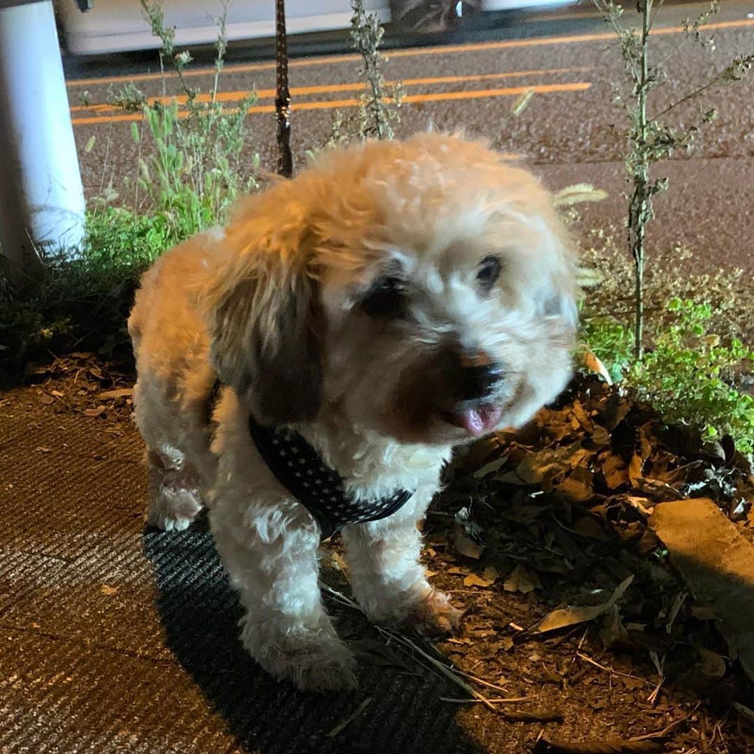一三さんのインスタグラム写真 - (一三Instagram)「#今日の可愛い子ちゃん ♪( ´θ｀)  #犬 #イヌ #いぬすたぐらむ #dog #老犬」10月27日 19時34分 - ichizou.co.jp