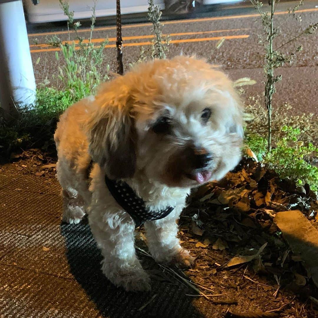 一三のインスタグラム