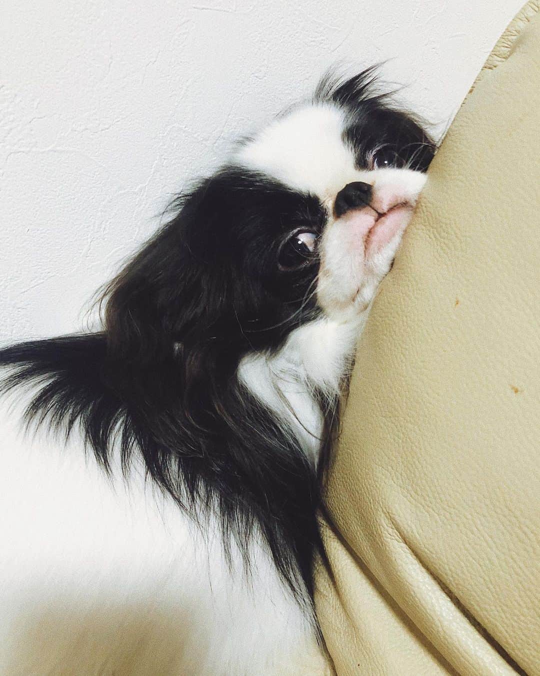 juntowaのインスタグラム：「ソファの隙間を上手く使う犬。#アゴ#本日のたぷ」