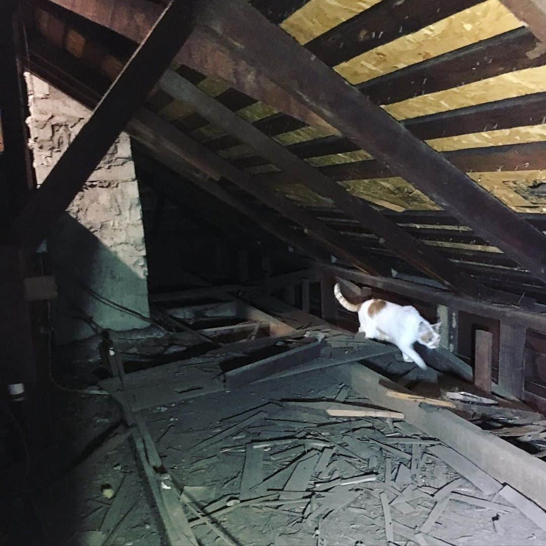 のインスタグラム：「Richard was a SNEAKY BOY and snuck into our attic today while we were having work done in there. He’s *not* allowed in the attic and has been jonesin’ to explore the century-old cracks and crevices ever since we moved in. It took maybe 20 minutes to corral him back into the hallway. Well, I hope he got his fix! 😼」