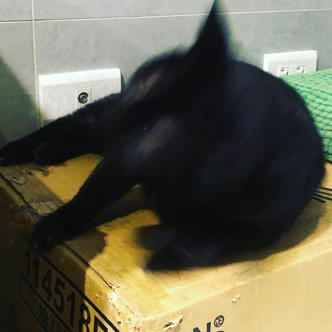黃阿瑪的後宮生活さんのインスタグラム写真 - (黃阿瑪的後宮生活Instagram)「Socles：「今天是國際黑貓日，幫我拍漂亮一點哦！」#模糊」10月27日 20時11分 - fumeancat