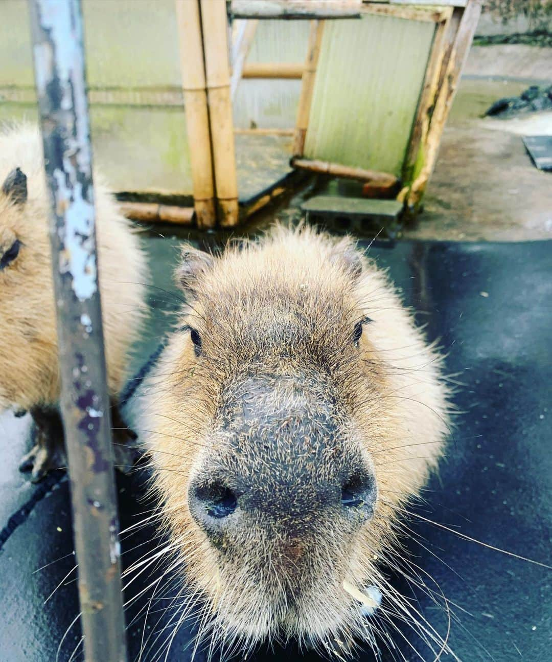 丸山桂里奈のインスタグラム