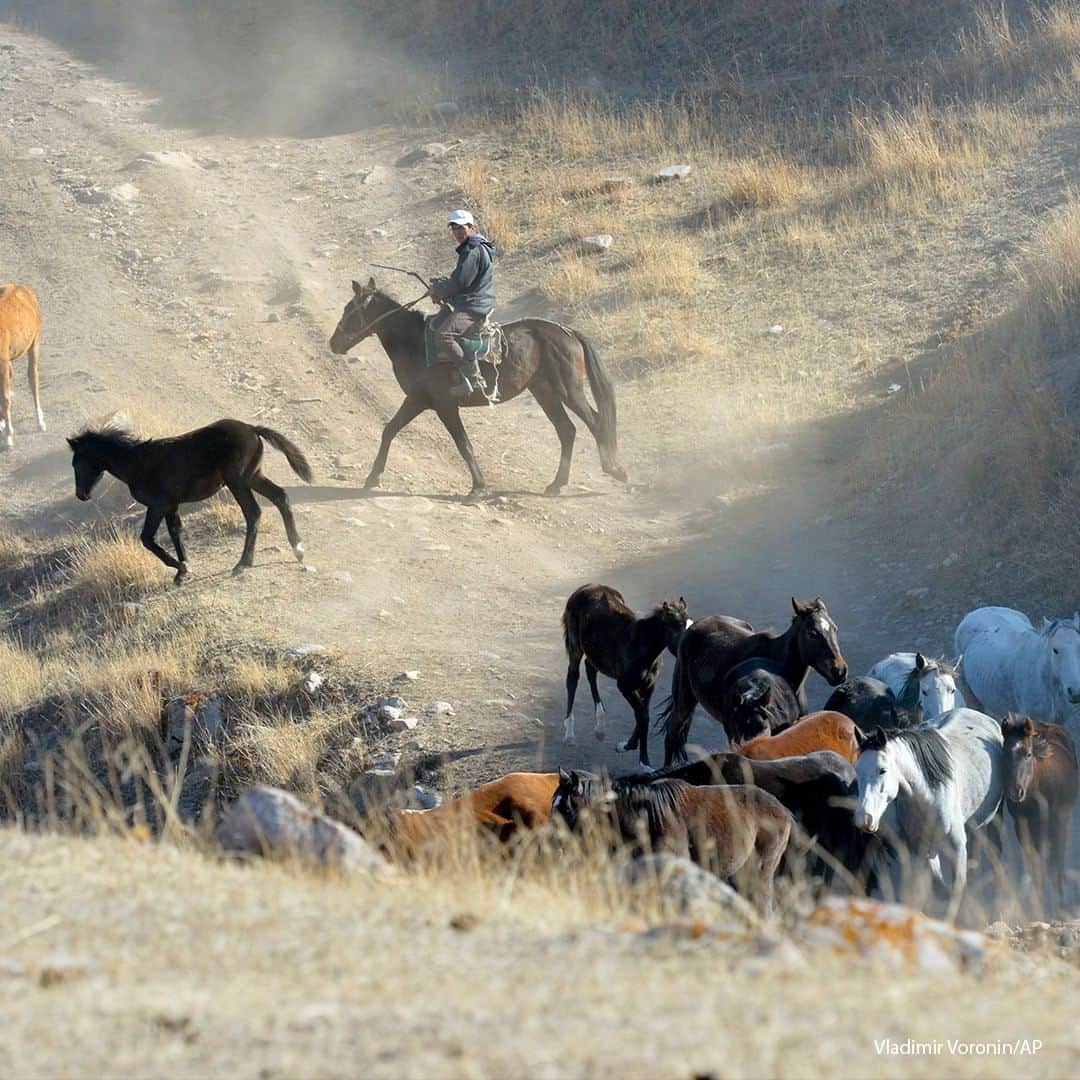 ABC Newsさんのインスタグラム写真 - (ABC NewsInstagram)「A shepherd drives a herd of horses to pasture outside Archaly village, Kyrgyzstan. One of the poorest countries to emerge from the former Soviet Union, Kyrgyzstan saw its president forced out by protesters earlier this month, but the political turmoil hasn't touched that village nestled in the Ala-Too mountains where life follows centuries-old rites. #kyrgyzstan #shepherd」10月27日 20時30分 - abcnews