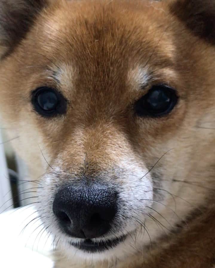柴犬はなこ Shibainu Hanakoのインスタグラム：「癒されよう…😚 #shiba #dog #shibainu #犬 #柴犬」
