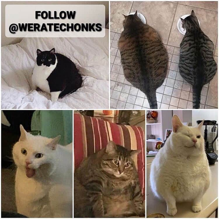 HANAさんのインスタグラム写真 - (HANAInstagram)「Follow @weratechonks if you like chonks on weight loss journeys working hard to lose weight and funny captions. DM them your chonky cats for a chance to be featured and win chonk of the month🏆 • Get your 2021 @weratechonks calendar today! Link in bio🎉」10月27日 20時56分 - hana__kitty