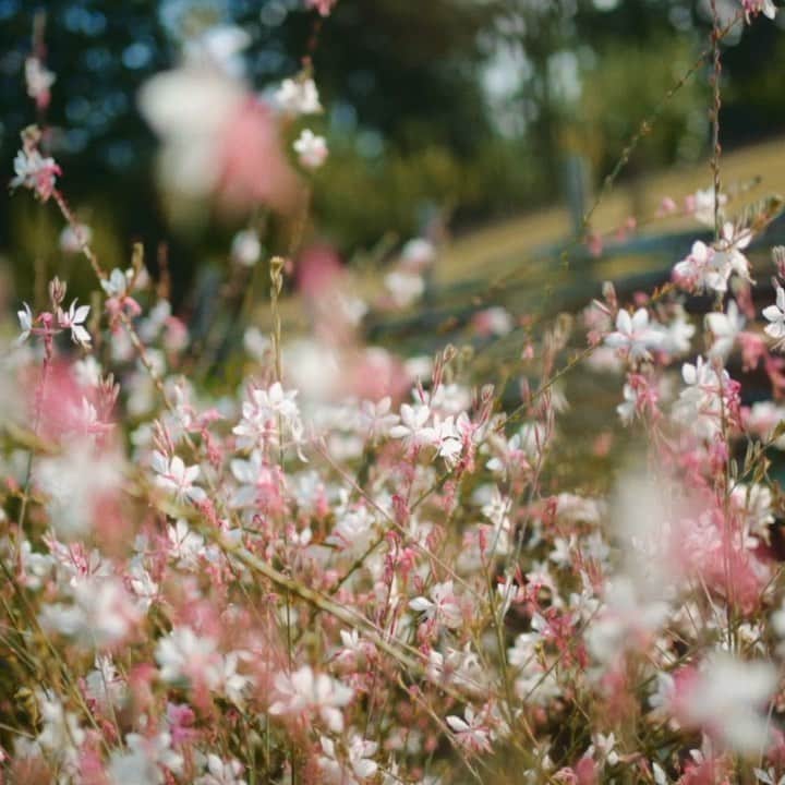 のインスタグラム：「Ermanno Scervino presents “Seeds Of Love”.  For over 20 years the Maison has been a synonym of Made in Tuscany quality and excellence, the passion for nature and the collection of rare seeds have always fascinated the designer.  The project in collaboration with the Botanical Garden of Florence @museostorianaturale aims to safeguard the biodiversity that, especially in this precise historical moment, is a clear message of territory valorization and sustainability.  . . . #ErmannoScervino #SeedsOfLove #Florence #Biodiversity」