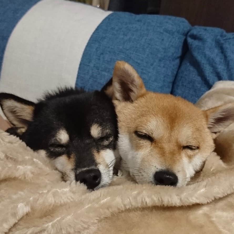 豆柴なつ&ふゆのインスタグラム