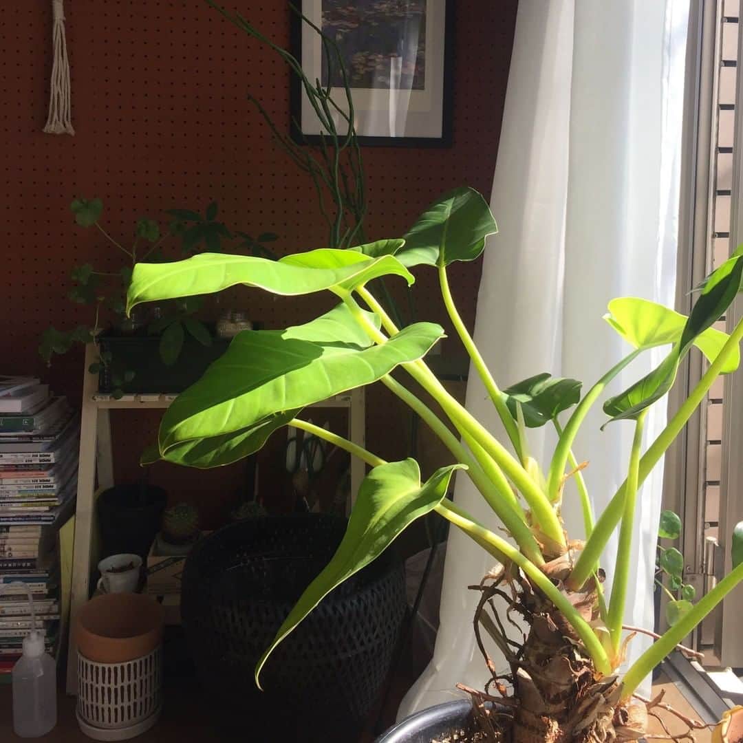 LOVEGREEN -植物と暮らしを豊かに。さんのインスタグラム写真 - (LOVEGREEN -植物と暮らしを豊かに。Instagram)「［フィロデンドロン］ . 大きなハート形の葉っぱが可愛らしい、フィロデンドロン。  お部屋の模様替えに伴い、ラタンチェアの隣のコーナーへ移動させてみました。  元々これほどボリュームは無かったのですが、 5月頃に一回り大きな鉢(9号)に植え替えてしまったせいか、この半年で葉の量は2倍、背丈は約1.5倍に。  まだまだ成長中でして、グッと寒くなってきた今日この頃でも、未だに新芽が2つも伸びてきています。。  しかも先日、鉢底穴から既に根っこがニョキッと飛び出しているのを見つけてしまいました。。  また来年、10号鉢に植え替えなくてはいけなくなりそうです🤦‍♀️  さすがはサトイモ科、スクスクと成長し続けてくれて嬉しい限りです😂 . LOVEGREEN STOREでは様々なタイプの鉢カバーを販売中！ お気に入りの植物にぴったりな鉢カバーを探してみませんか？ 気になる方はLOVEGREEN STOREをチェック🌱 . . #フィロデンドロン #サトイモ科 #鉢 #鉢カバー #秋冬インテリア #秋冬 #秋冬コーデ #模様替え #お部屋 #北欧 #北欧雑貨 #雑貨 #北欧インテリア #インテリア #ナチュラルインテリア #インテリアデザイン #コットン #賃貸インテリア #観葉植物インテリア #シンプルな暮らし #シンプルライフ #暮らしを楽しむ #日々の暮らし #インテリア植物 #観葉植物 #緑のある暮らし #観葉植物のある暮らし #グリーンのある暮らし #インドアグリーン #緑のある生活」10月27日 21時00分 - lovegreen_official