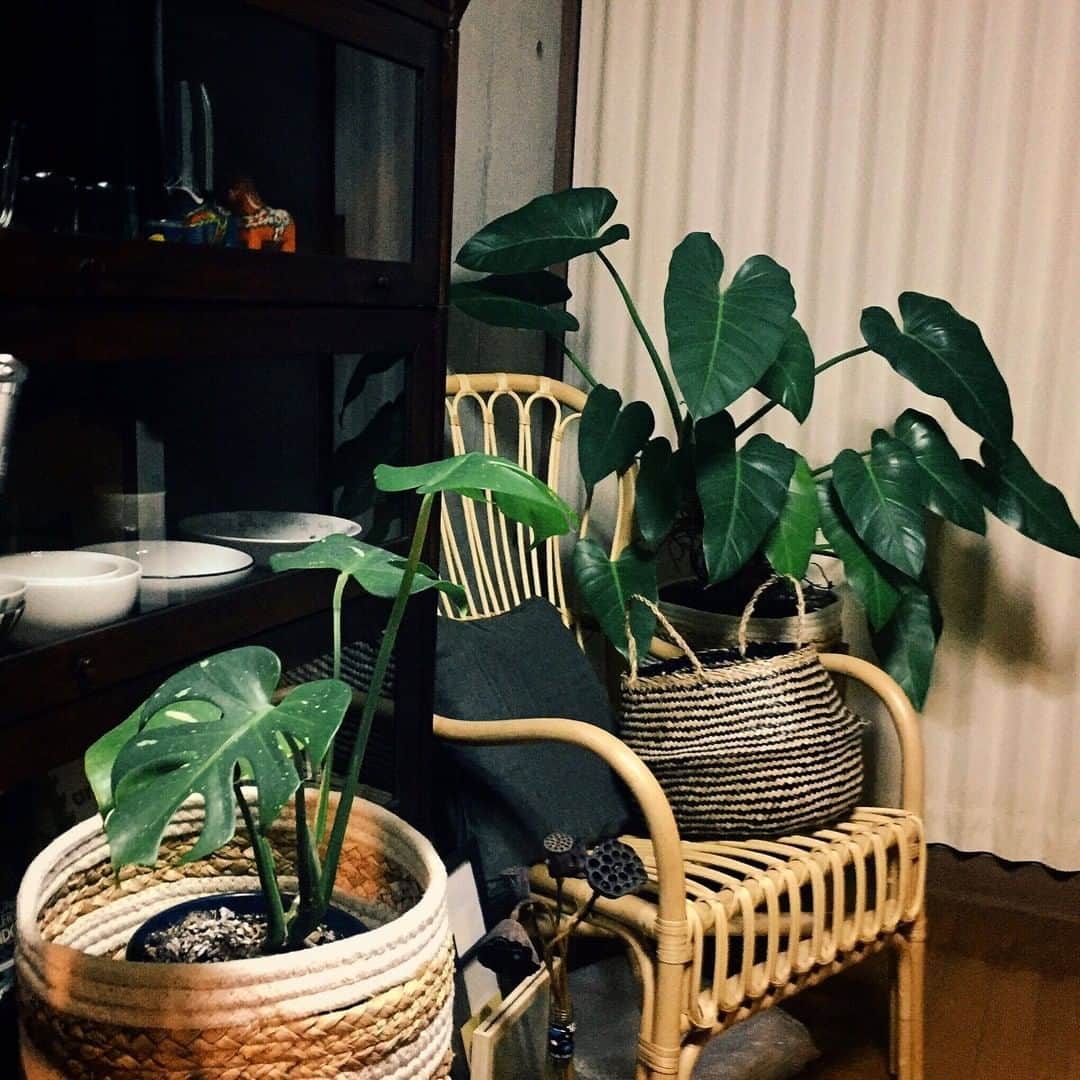 LOVEGREEN -植物と暮らしを豊かに。さんのインスタグラム写真 - (LOVEGREEN -植物と暮らしを豊かに。Instagram)「［フィロデンドロン］ . 大きなハート形の葉っぱが可愛らしい、フィロデンドロン。  お部屋の模様替えに伴い、ラタンチェアの隣のコーナーへ移動させてみました。  元々これほどボリュームは無かったのですが、 5月頃に一回り大きな鉢(9号)に植え替えてしまったせいか、この半年で葉の量は2倍、背丈は約1.5倍に。  まだまだ成長中でして、グッと寒くなってきた今日この頃でも、未だに新芽が2つも伸びてきています。。  しかも先日、鉢底穴から既に根っこがニョキッと飛び出しているのを見つけてしまいました。。  また来年、10号鉢に植え替えなくてはいけなくなりそうです🤦‍♀️  さすがはサトイモ科、スクスクと成長し続けてくれて嬉しい限りです😂 . LOVEGREEN STOREでは様々なタイプの鉢カバーを販売中！ お気に入りの植物にぴったりな鉢カバーを探してみませんか？ 気になる方はLOVEGREEN STOREをチェック🌱 . . #フィロデンドロン #サトイモ科 #鉢 #鉢カバー #秋冬インテリア #秋冬 #秋冬コーデ #模様替え #お部屋 #北欧 #北欧雑貨 #雑貨 #北欧インテリア #インテリア #ナチュラルインテリア #インテリアデザイン #コットン #賃貸インテリア #観葉植物インテリア #シンプルな暮らし #シンプルライフ #暮らしを楽しむ #日々の暮らし #インテリア植物 #観葉植物 #緑のある暮らし #観葉植物のある暮らし #グリーンのある暮らし #インドアグリーン #緑のある生活」10月27日 21時00分 - lovegreen_official