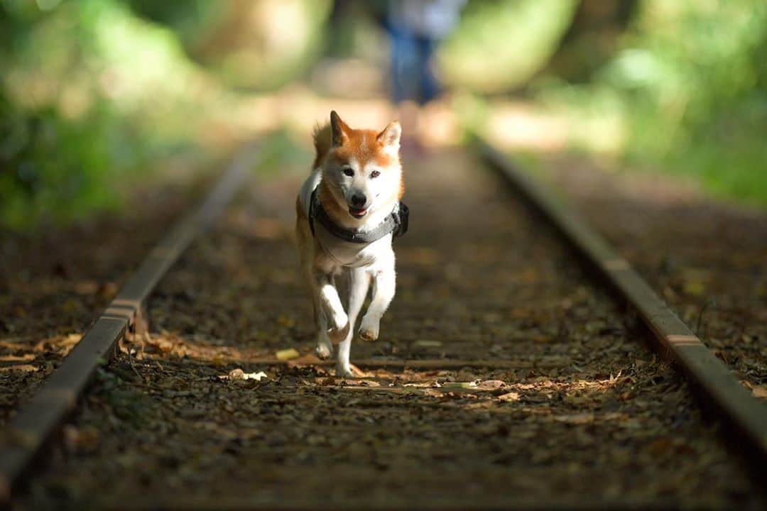 BlackRed shibasさんのインスタグラム写真 - (BlackRed shibasInstagram)「Musashi run slowly! . むさし〜 ゆっくりでいいよ！ . . . #neneandmusashi2019 #igersjp #instagramersjapan #shibainu #shiba #柴犬 #しばいぬ #dog #nikon #instadog #nikond5 #300mm #ニコン #日本犬 #light_nikon #toyota_dog #happy #lovely #cute」10月27日 21時04分 - black_red_jp